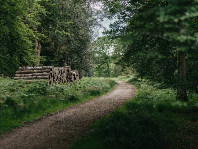 Forest landscape
